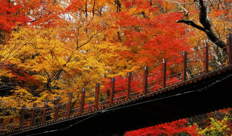 玩转东京都市圈 不夜城国旅包机 多地 日本茨城 即将开航 不夜城国旅 微信公众号文章阅读 Wemp