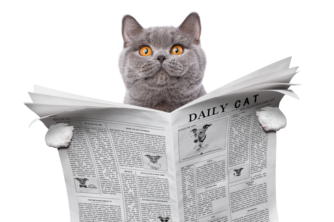 我在网上“淘”了只新猫！