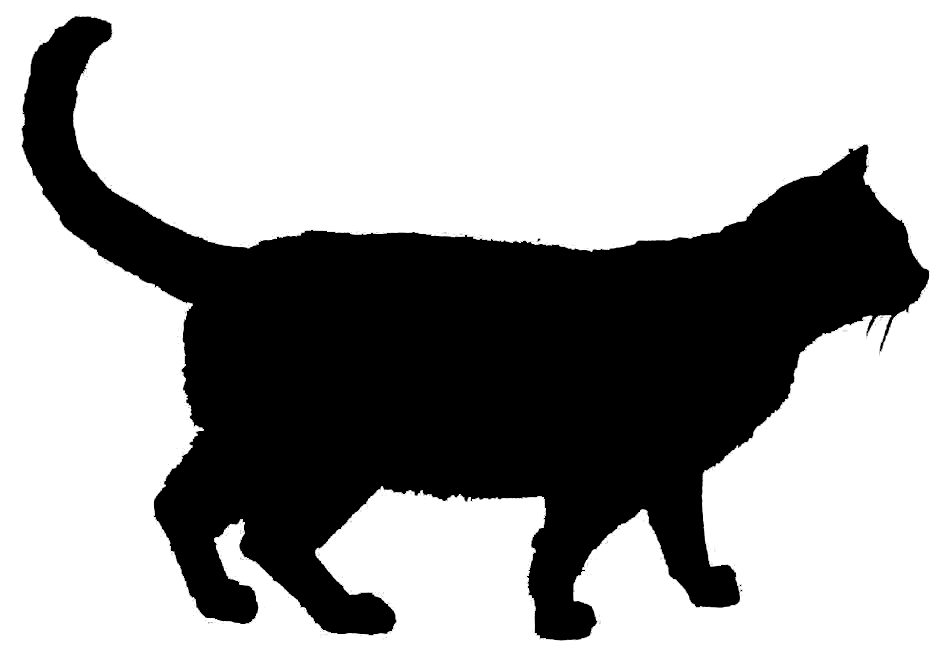 @你家的猫咪：你相信光吗？