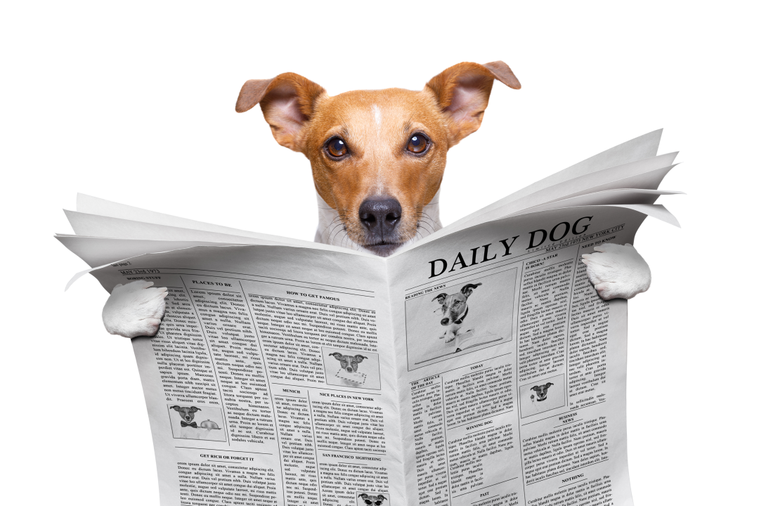 养狗的几大误区，你中了哪条？