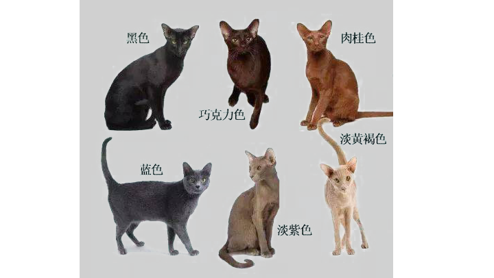 嗯？猫咪到底有多“色”！