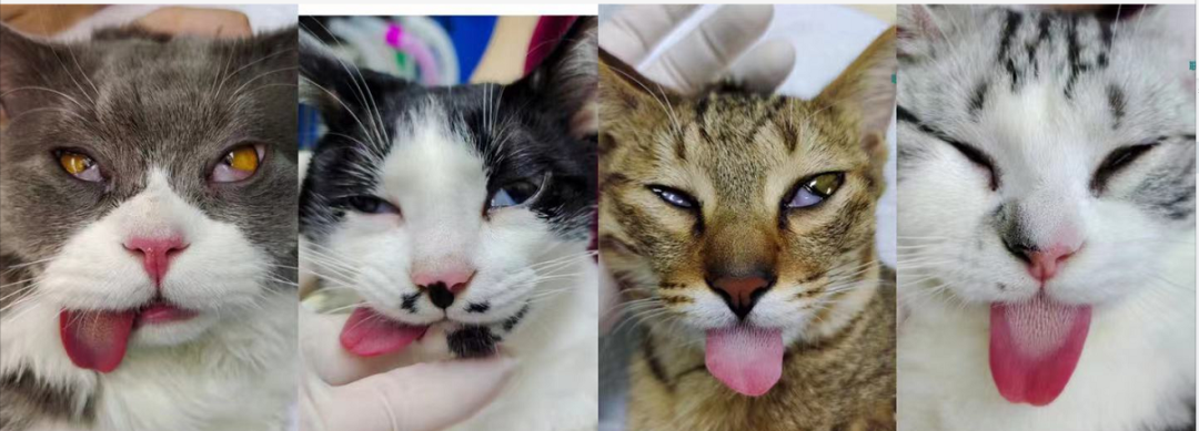 养宠福利安排上了，你家主子还缺啥？