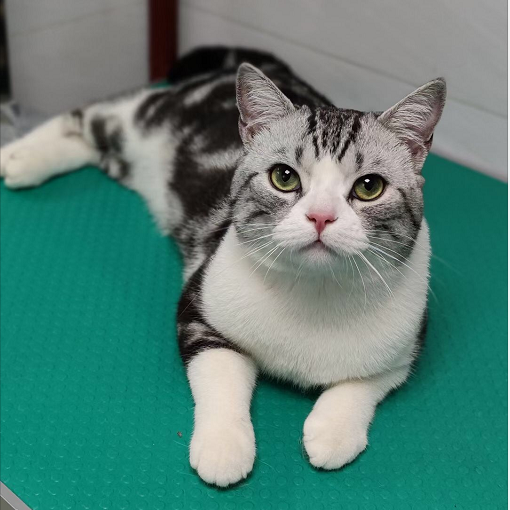 养宠福利安排上了，你家主子还缺啥？