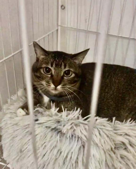 领养猫靠谱吗？点进来就知道