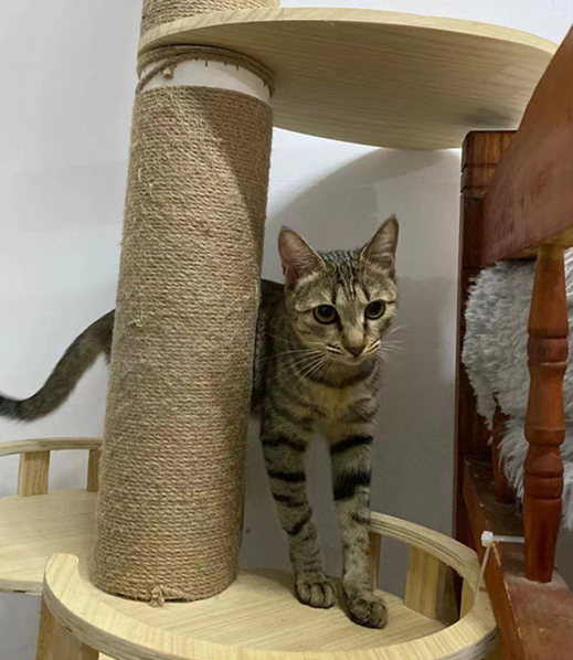 领养猫靠谱吗？点进来就知道