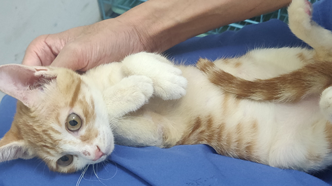 领养猫靠谱吗？点进来就知道