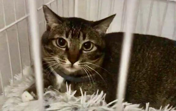 领养猫靠谱吗？点进来就知道