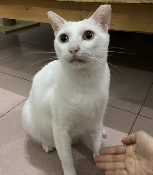 领养猫靠谱吗？点进来就知道