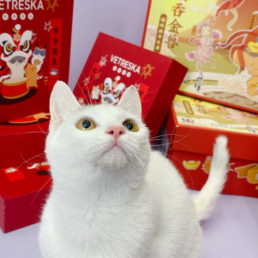 领养猫靠谱吗？点进来就知道