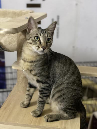 领养猫靠谱吗？点进来就知道