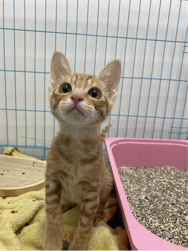 领养猫靠谱吗？点进来就知道