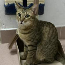 领养猫靠谱吗？点进来就知道