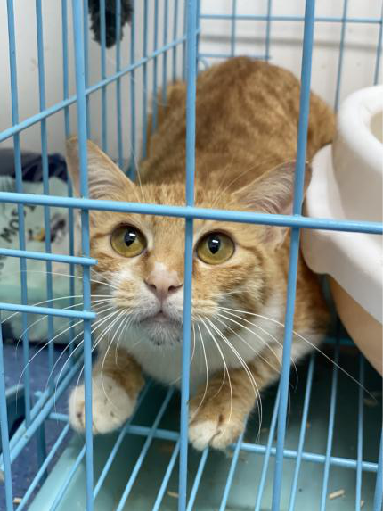 领养猫靠谱吗？点进来就知道