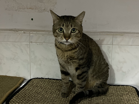 领养猫靠谱吗？点进来就知道