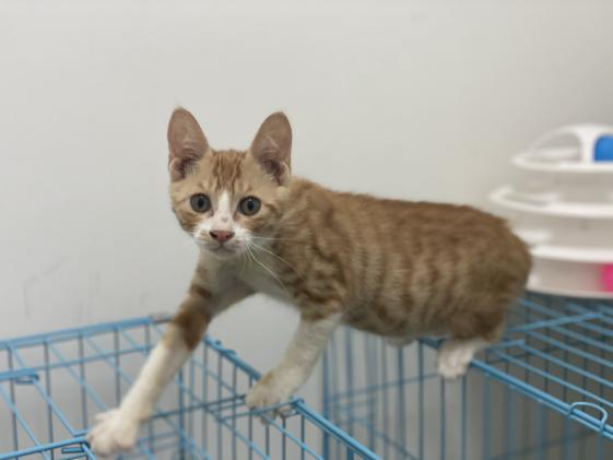 领养猫靠谱吗？点进来就知道