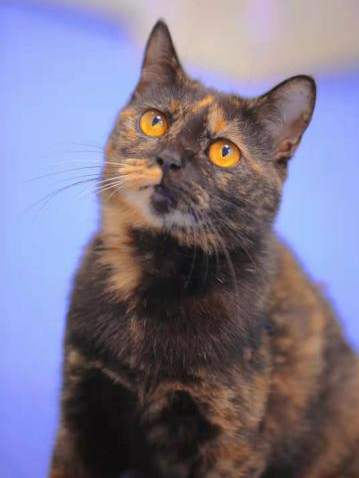 领养猫靠谱吗？点进来就知道