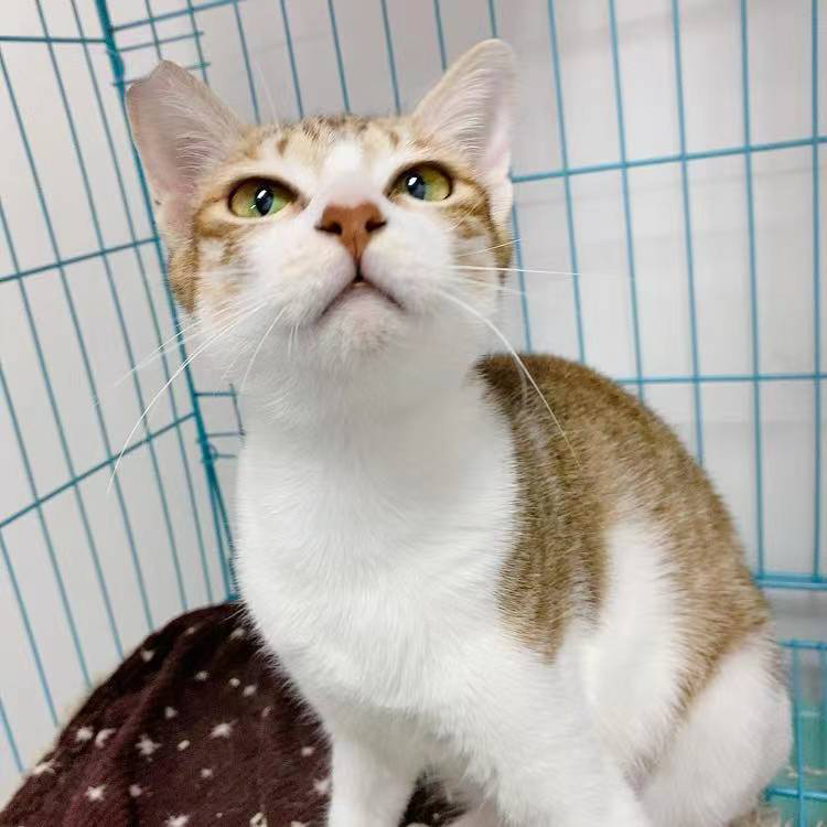 领养猫靠谱吗？点进来就知道