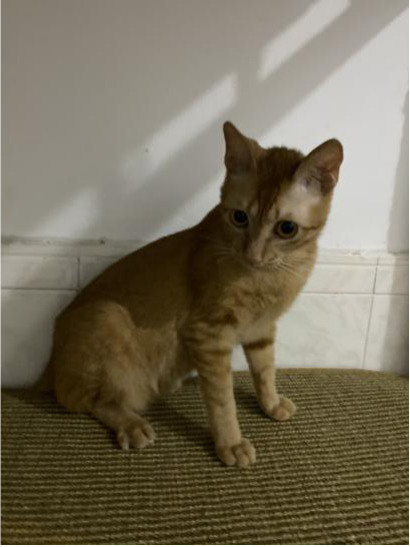 领养猫靠谱吗？点进来就知道