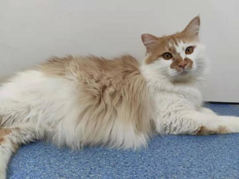 领养猫靠谱吗？点进来就知道