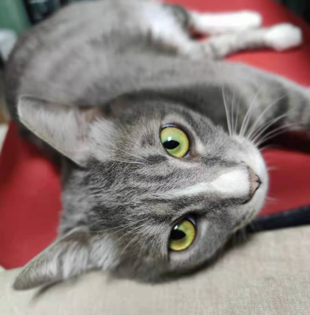 领养猫靠谱吗？点进来就知道