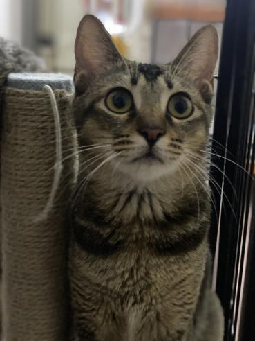 领养猫靠谱吗？点进来就知道