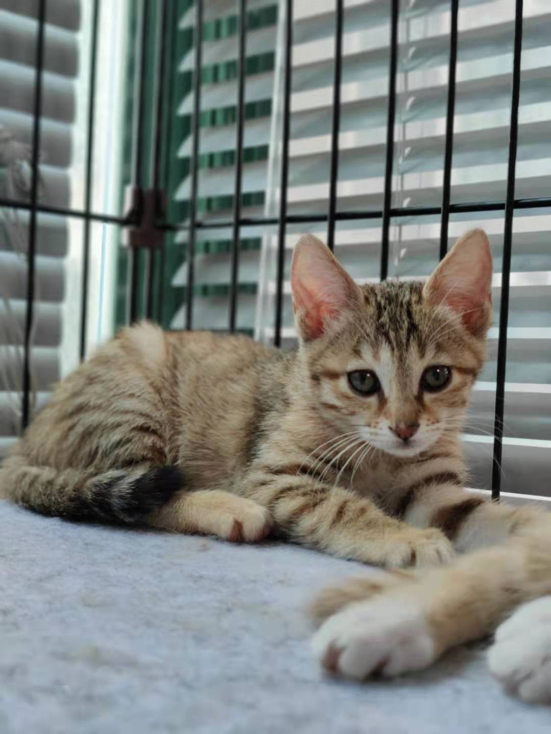 领养猫靠谱吗？点进来就知道