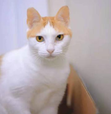 领养猫靠谱吗？点进来就知道