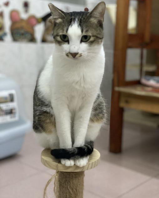 领养猫靠谱吗？点进来就知道