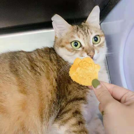 领养猫靠谱吗？点进来就知道