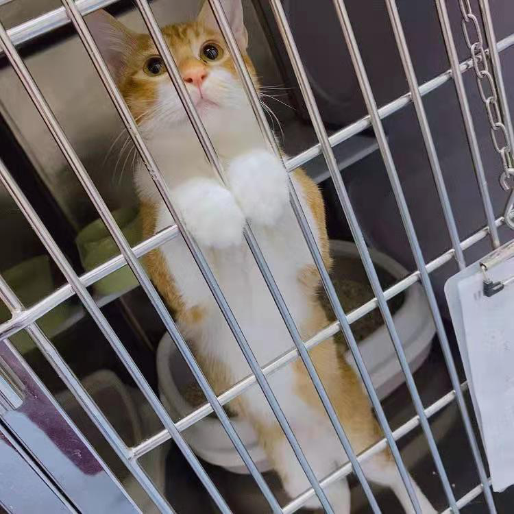 领养猫靠谱吗？点进来就知道