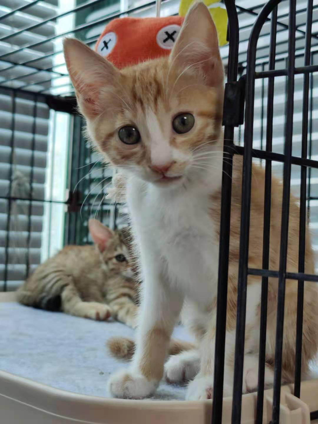 领养猫靠谱吗？点进来就知道