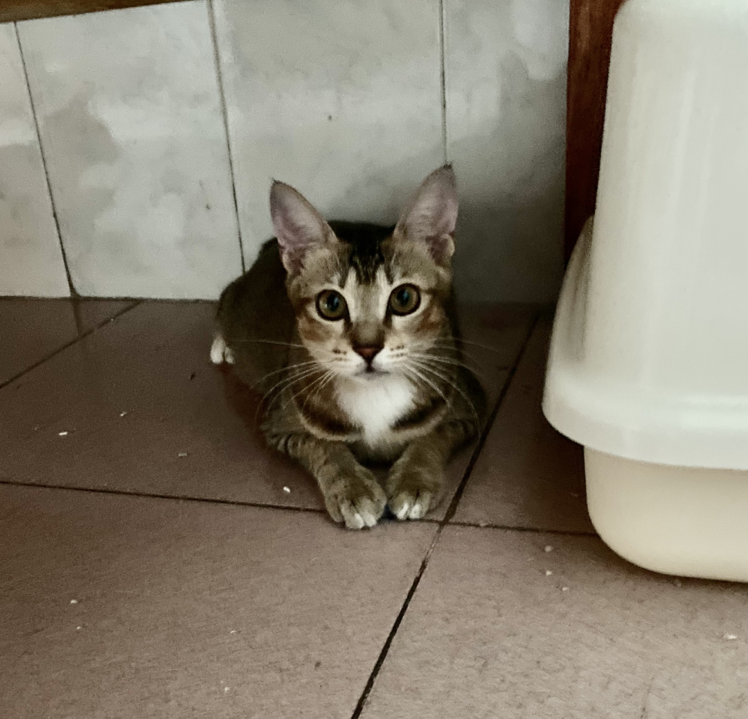 领养猫靠谱吗？点进来就知道