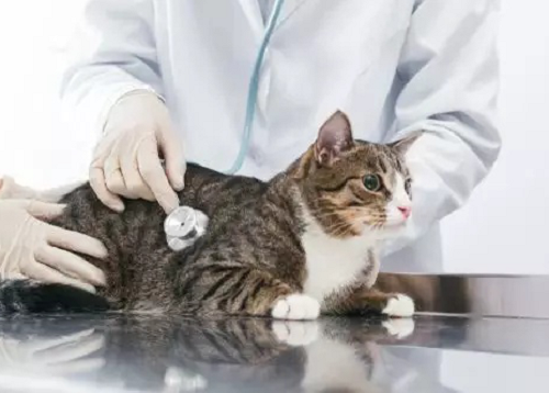 领养猫靠谱吗？点进来就知道