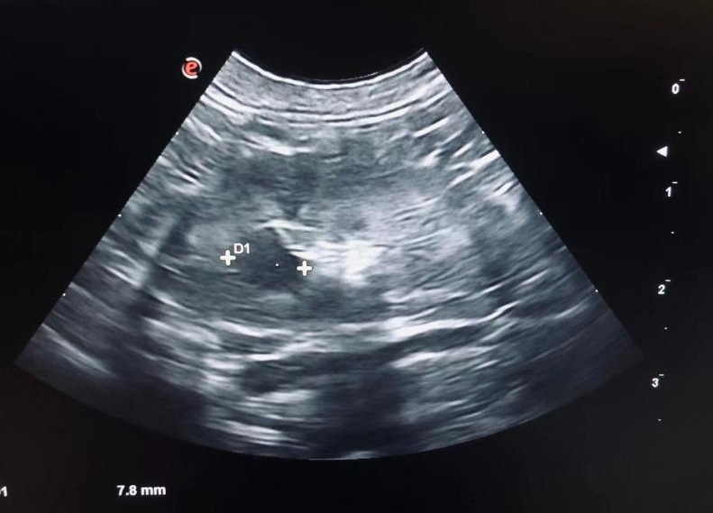 @你家的猫咪：你相信光吗？