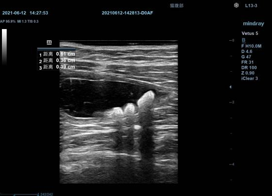 @你家的猫咪：你相信光吗？