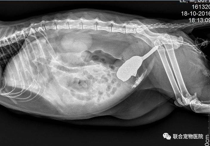 一例猫膀胱破裂病例的诊治 联合宠物医院 微信公众号文章阅读 Wemp
