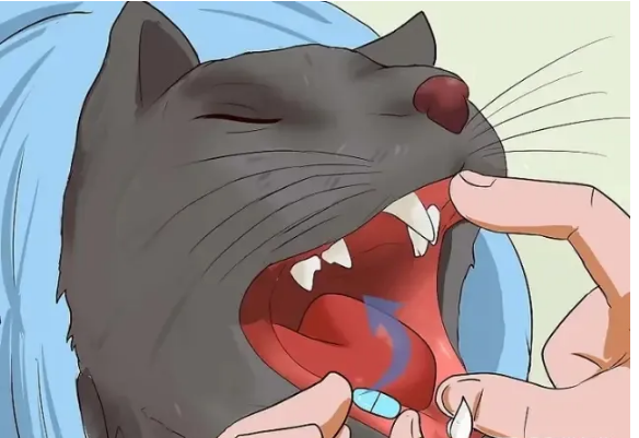 猫友好喂药技巧，守护每一只猫咪