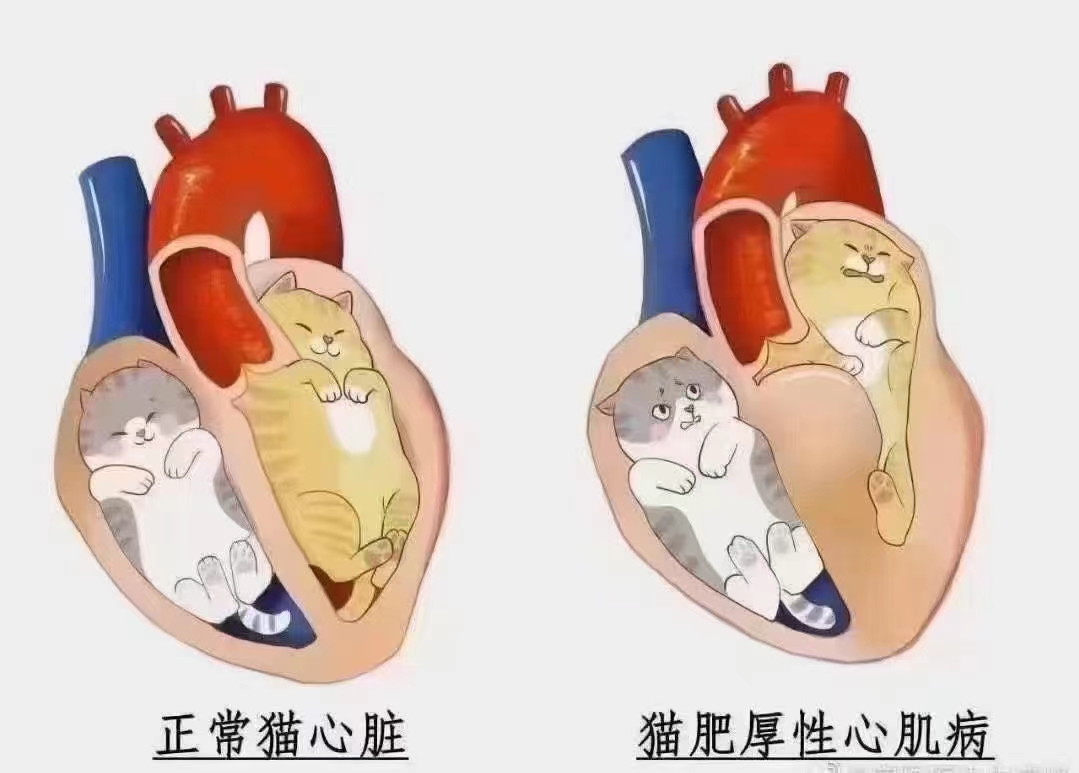 @你家的猫咪：你相信光吗？