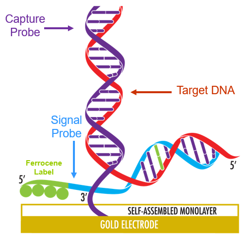 hpvdna分型分为什么型重磅喜讯 ｜ 达安基因HPV分型检测试剂上“芯”品啦！_https://www.jmylbn.com_新闻资讯_第11张