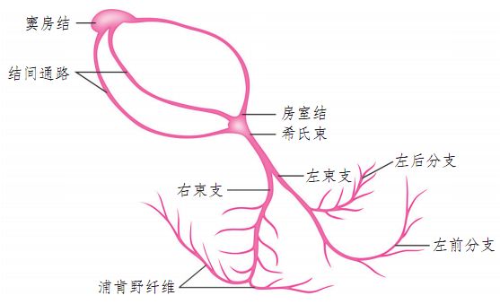 心律失常——房颤患者的紧急处置