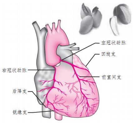 心肌梗死的心电图诊断标准、定位及演变