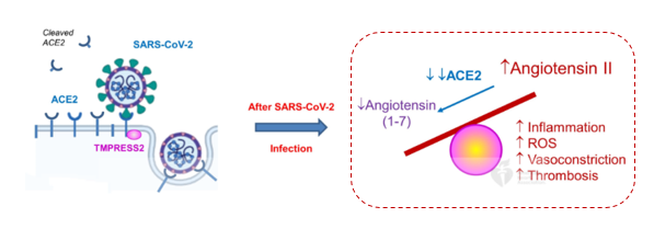 疫情初定，從最新研究進展看ARB在高血壓合併新冠肺炎患者中的應用 健康 第8張