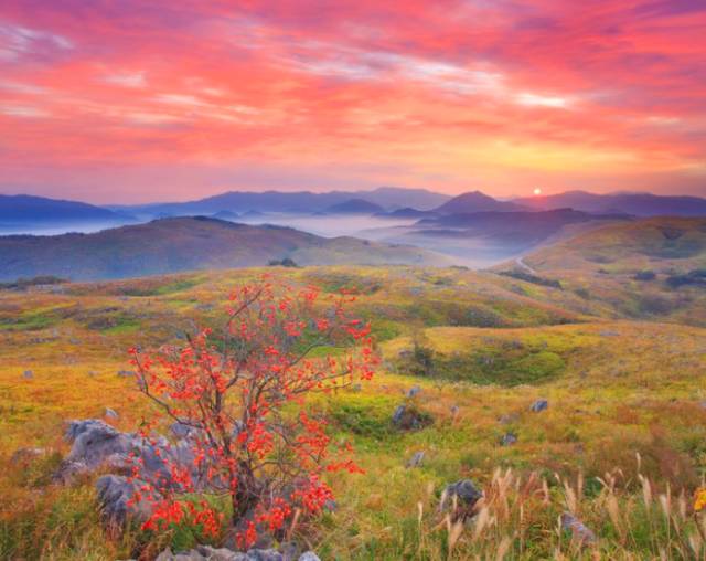 秋天不只是紅葉的天下 金黃色的芒草草原也是力推看點 日語學習 微文庫