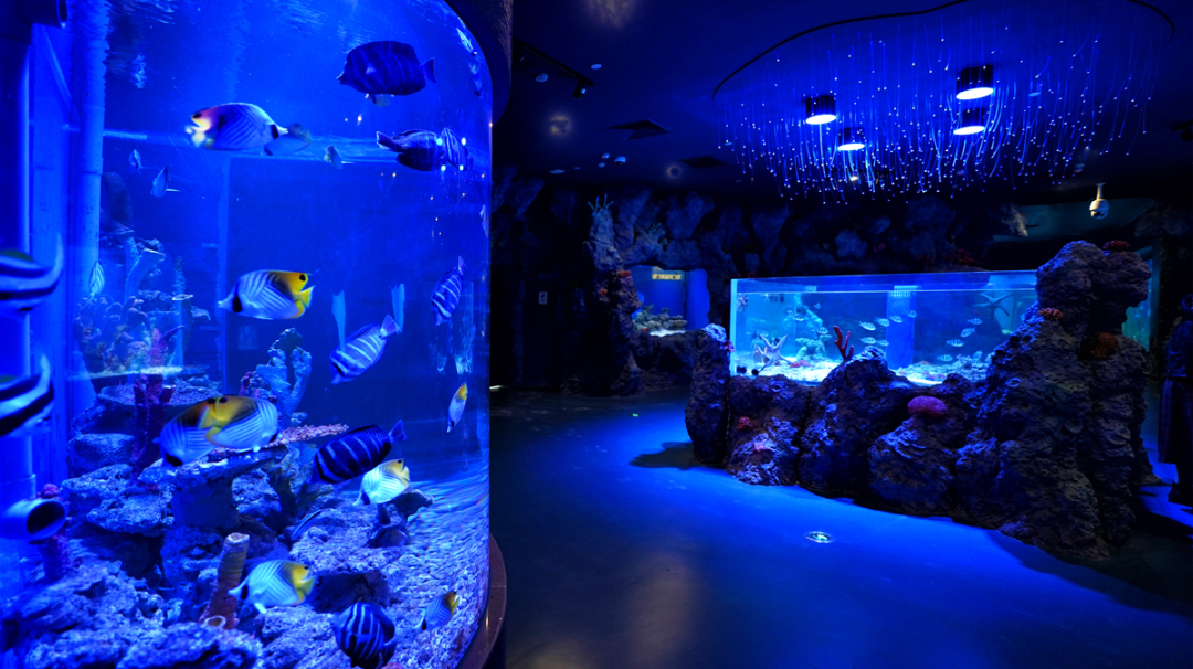 哇哦|天津这片"海洋"太牛了!春节必须打卡!