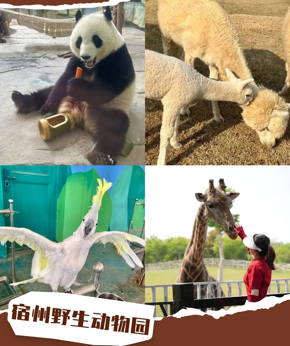 动物园.png