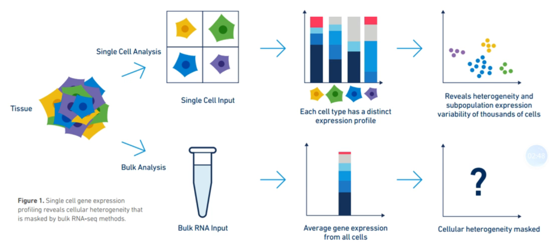 单细胞测序示意图图片