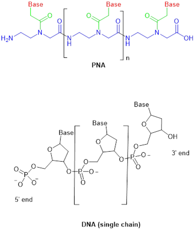 肽核酸（PNA）知多少？ - 脉脉
