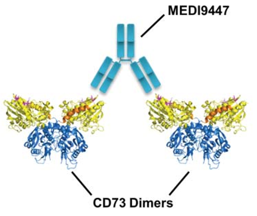 Structures of the HER2–HER3–NRG1β complex reveal a dynamic dimer
