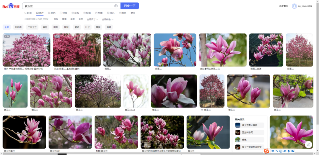 玉蘭科普 一 丨白色的玉蘭是白玉蘭 紫色的就是紫玉蘭嗎 錯 金宝搏下载1 1金宝搏封了