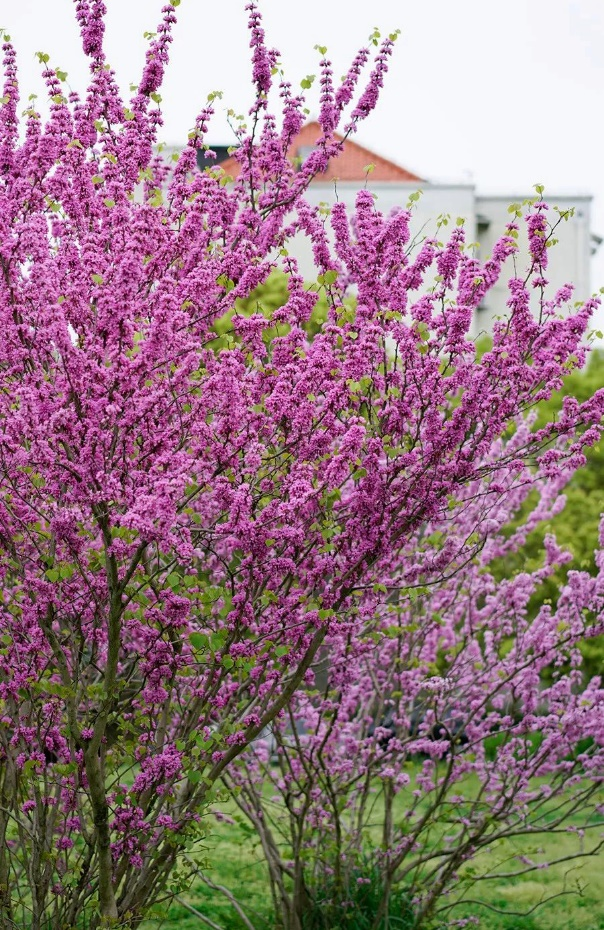 紫荆花介绍卡图片